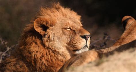 Lion With Red Mane Squinting And Turning Its Head Close Up Slow