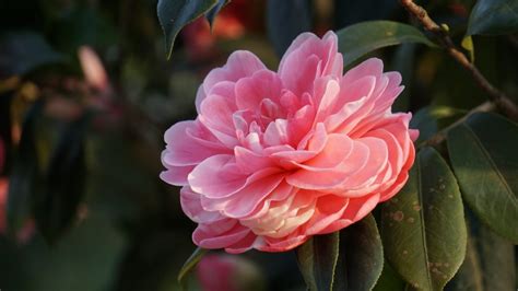 Camelia Las 8 Variedades Más Bonitas De Camelias De Invierno