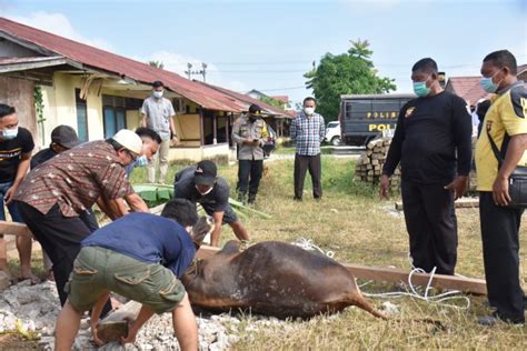 Kapolres Sintang Serahkan 7 Ekor Hewan Kurban Radar Kalbar