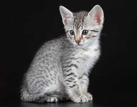 Por qué los gatos atigrados tienen una M en la frente Cats