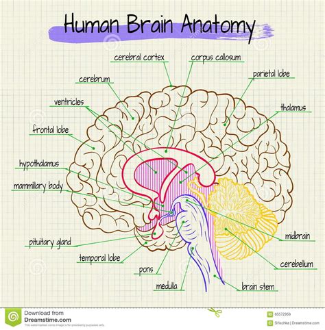 Nursing Student Tips Nursing School Notes Nursing Study Medical