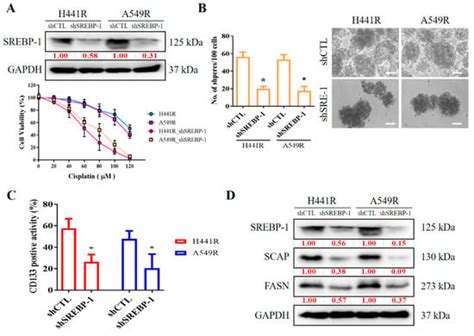 Ijms Free Full Text Targeting The Srebp Hsa Mir Scap Fasn