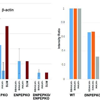 Lack Of Sequential Removal Of N Terminal Amino Acid Residues In Gamma