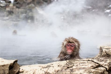 Premium Photo Snow Monkeys In Hot Spring Water Japan
