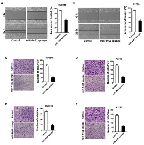 Frontiers Mir Regulates The Proliferation And Metastasis Of