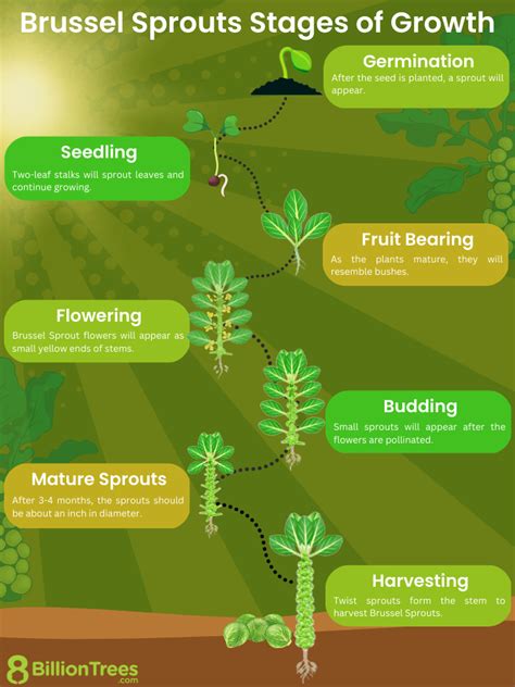 Transplating Seedlings How When To Transplant Seedlings Artofit