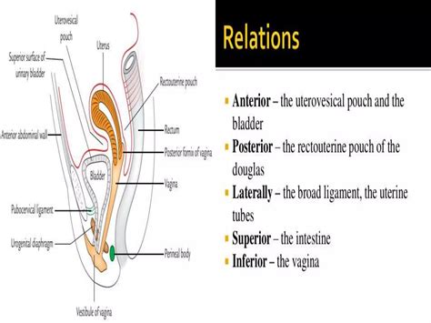 Anatomy Of Female Genital Tract Ppt