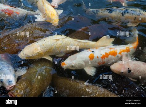 Carp Koi Pond Stock Photo Alamy