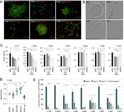 Figure From Rar Dependent And Rar Independent Rxr Signaling In Stem