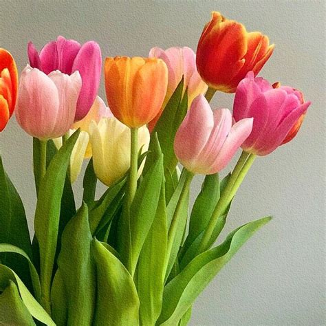 Vibrant Pink And Orange Tulips