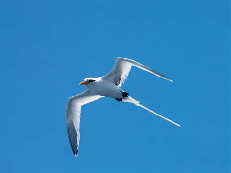 Catch More Fish Using Birds Marlin
