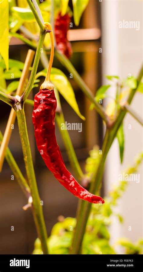 details of a plant of red hot chili pepper Stock Photo - Alamy