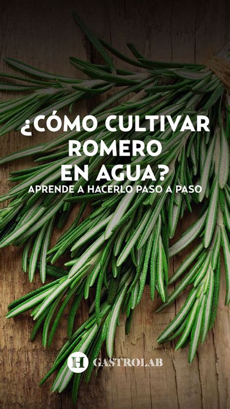 C Mo Cultivar Romero En Agua Aprende A Hacerlo Con Este Paso A Paso