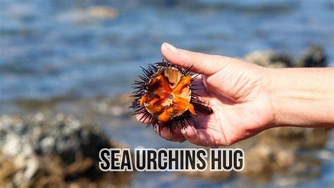 Amazing Uni Sea Urchin Roe Facts Sea Urchins Mag