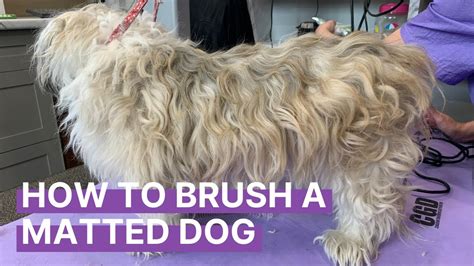 How Do You Brush Matted Dog Hair