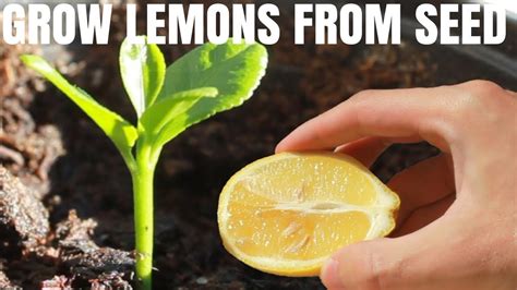 How To Grow A Lemon Tree From Seed Diy Video Youtube