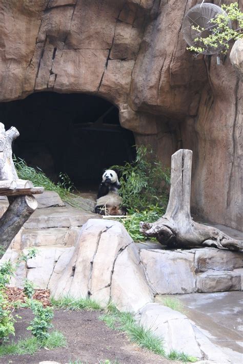 Visiting The San Diego Zoo - Smart Mouse Travel | San diego zoo, San