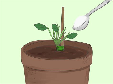 5 Ways To Grow Roses In Containers Wikihow