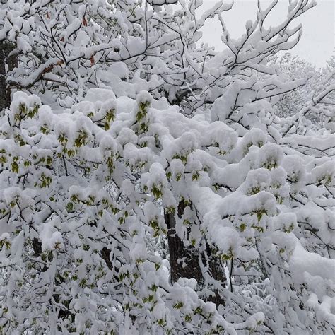 Spettacolo Sull Appennino Modenese Mezzo Metro Di Neve Nel Parmense Foto