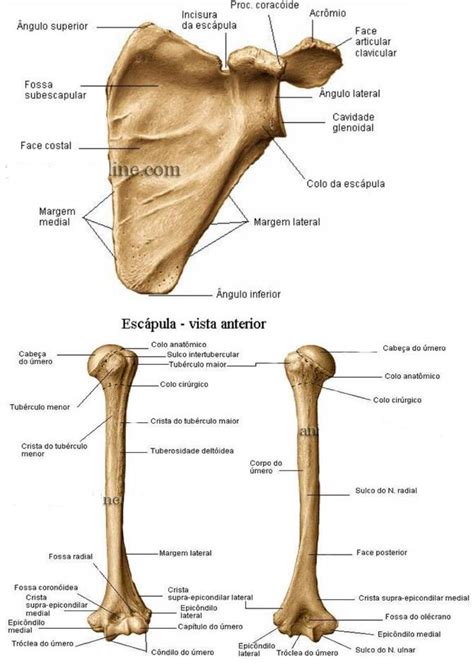 ACIDENTES ÓSSEOS DOS MEMBROS SUPERIORES Anatomia I