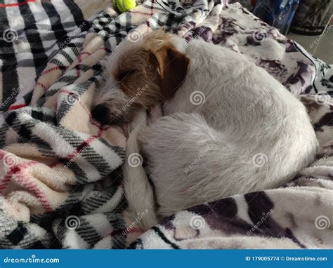 Jack Russell Terrier Sleeping Stock Photo Image Of Kitten Jack