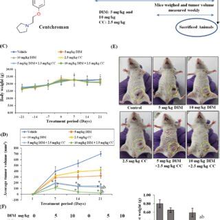 Dim And Cc Inhibit In Vivo Tumor Growth In The T Syngeneic Model A