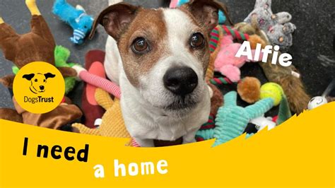 Alfie The Amazing Jack Russell Terrier Dogs Trust West Calder Youtube