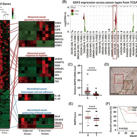 Enrichment Of Angiogenesis‐related Genes And An Assessment Of Overall Download Scientific