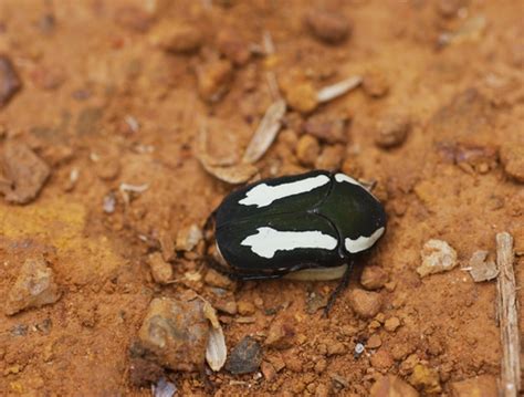 Clinteria Belli Biodiversity All