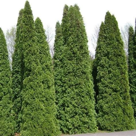 Thuja Occidentalis American Pillar Full Speed A Hedge Arborvitae