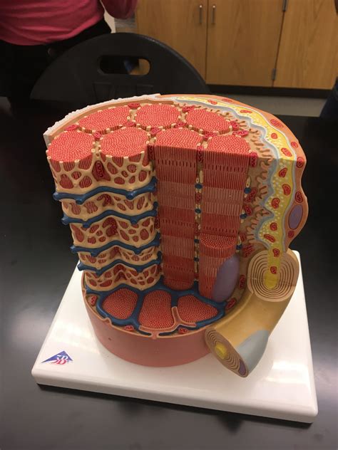 Neuromuscular Junction Diagram Quizlet