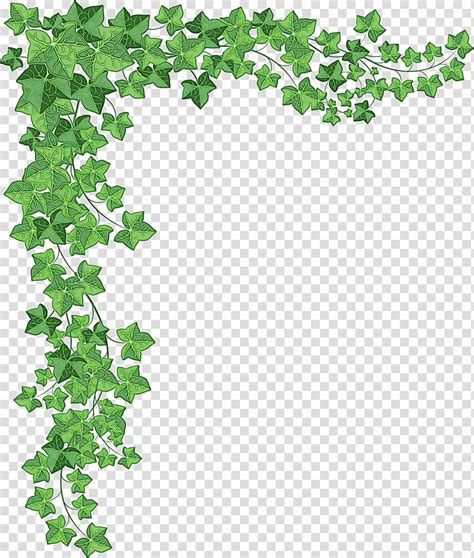 Ivy Border Drawing