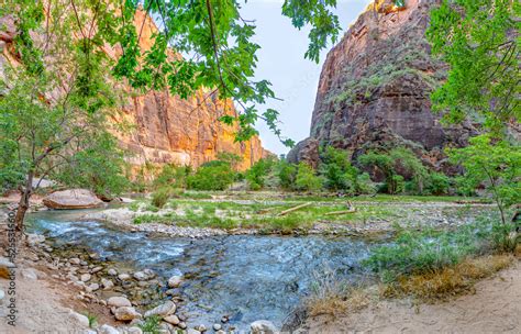 Virgin River At Zion National Park Vertical View Of Riverbed With Zion