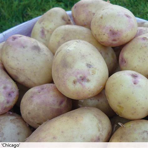 Potato Late Blight Resistant Collection Thompson And Morgan