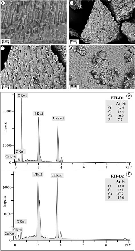 Sem Edx Analysis Of Tooth Enamel Microstructure A Longitudinal Section Download Scientific