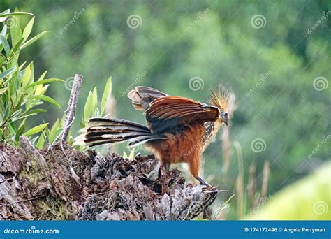 Hoatzin with Its Wings Extended Stock Photo - Image of reserve, grande ...