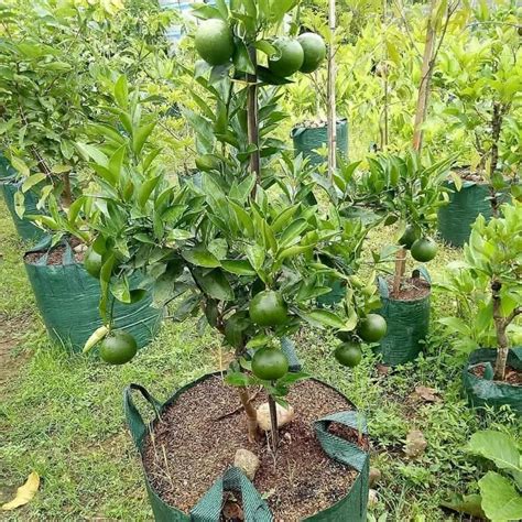 Full Sun Exposure Green Mosambi Fruit Plant For Garden At Rs 150 Piece