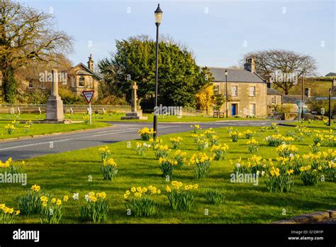 Daffodils On Village Green At Over Kellet Near Carnforth Lancashire