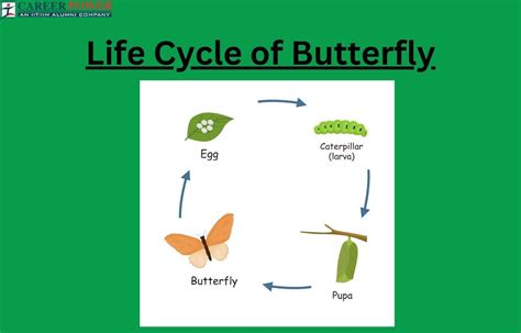 Life Cycle Of A Butterfly All Four Stages Explained