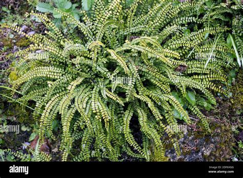 Maidenhair spleenwort helecho fotografías e imágenes de alta resolución