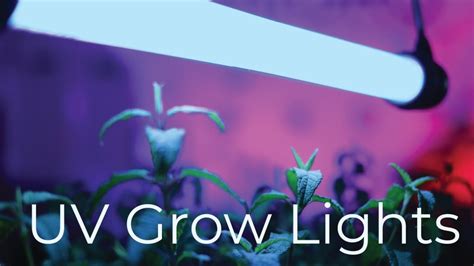 Best Uv Grow Light For Indoor Plants Migrolight