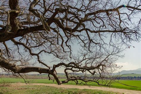 Large Branches Of An Old Oak Tree Stock Image Image Of Silhouette