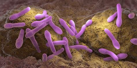 Clostridium Botulinum Growing On Tissue Illustration Stock Image