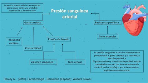 Presion Arterial Salud Apuntes De Medicina Udocz