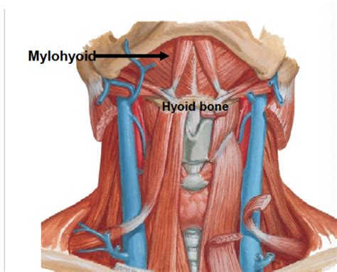 Exam Lecture Suprahyoid Region Facial Muscles And Parotid Gland