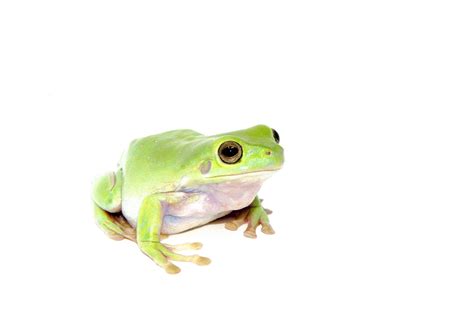 Whites Tree Frog Adults Litoria Caerulea One Stop Reptile Shop