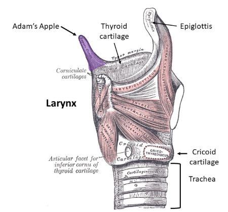 What is the largest cartilage of the larynx? | Homework.Study.com