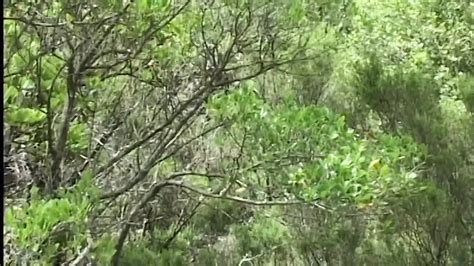 Asha Bliss From The Movie La Donna Del Destino Retro Porn XHamster