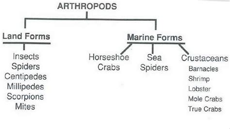 Marine Arthropods - Sea Turtle Camp