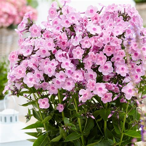 Tall Phlox Rainbow Dancer Plants Bulbs And Seeds At